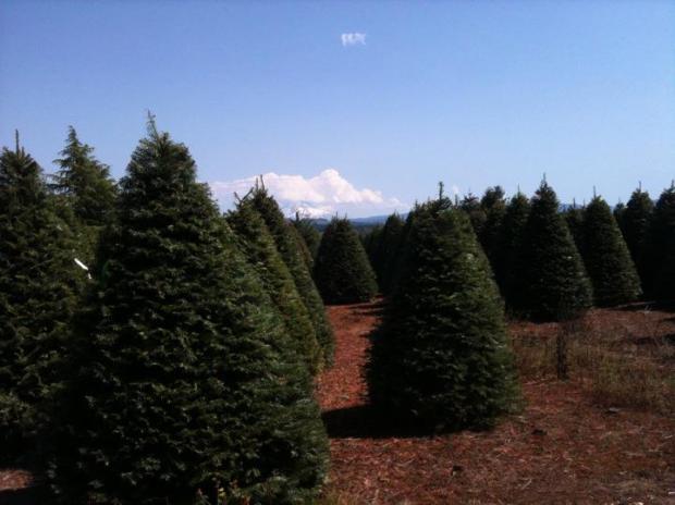 Oregon Tree Farm 2011 1